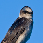 Purple Martin